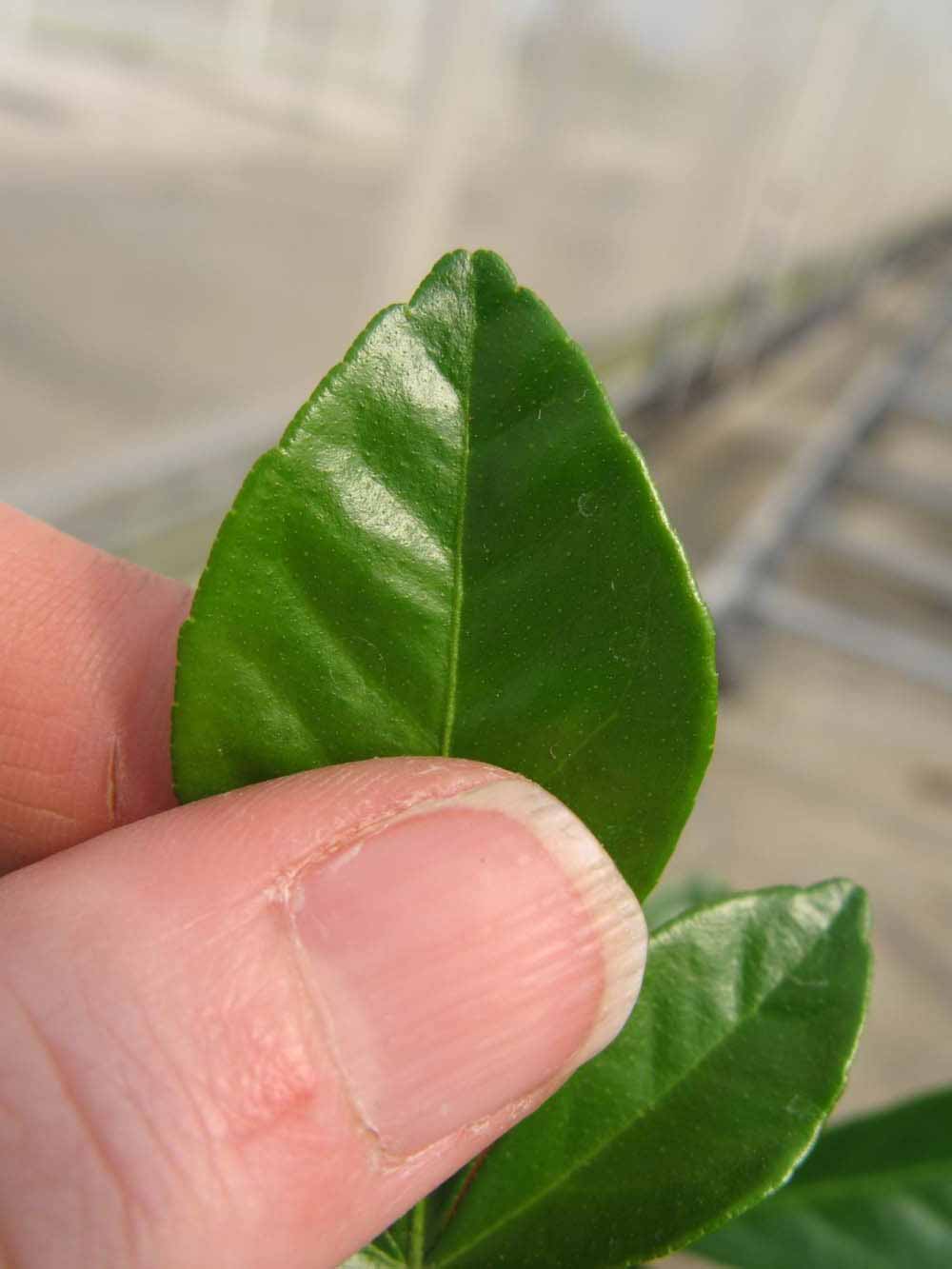              Margin (Phillip Rucks Citrus Nursery, Frostproof, FL)       